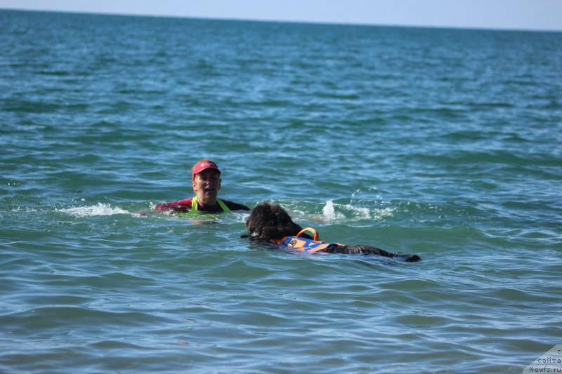 Фото: ньюфаундленд Дюрбахлер Клаб Альфаретта Виньетта