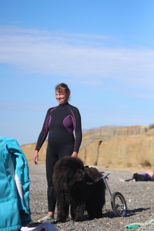 Фото: ньюфаундленд Мелти Вейв Марин Тифея (Melty Wave Marine Tifeya), Анна Петрушкина
