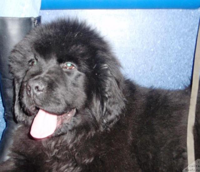 Фото: ньюфаундленд Их Высочество Бомонд Джастинг Тимберлэйк