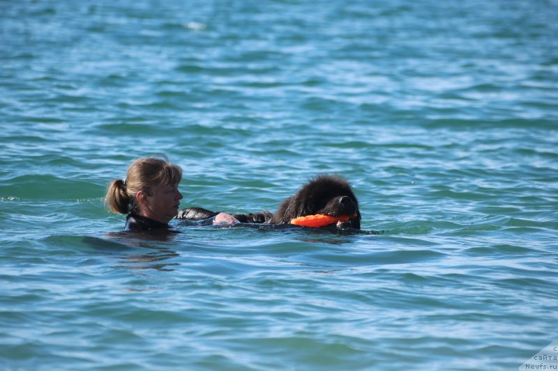 Фото: ньюфаундленд Мелти Вейв Марин Тифея (Melty Wave Marine Tifeya), Анна Петрушкина