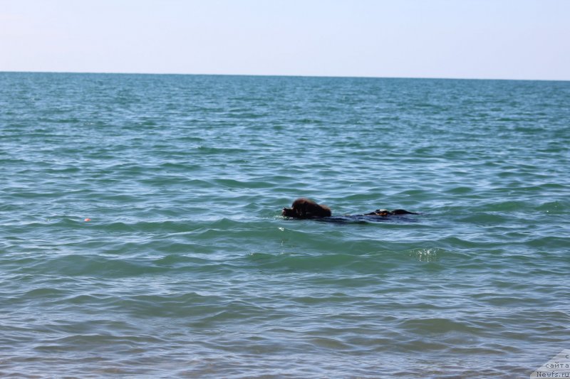 Фотография № 245334