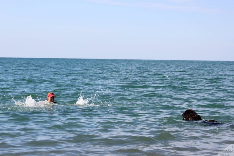 Фото: ньюфаундленд Мелти Вейв Марин Тифея (Melty Wave Marine Tifeya)