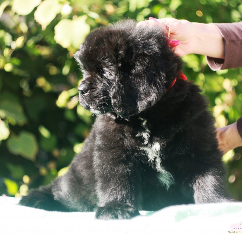 Фото: ньюфаундленд Velyke Malyatko Lyubava Afanas'evna Chernomors'ka