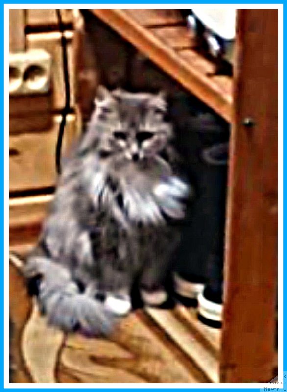 Фотография № 245368