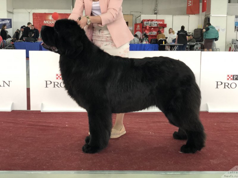 Фото: ньюфаундленд Акватория Келвин Мажестик зе Квин (Aquatoriya Kelvin Majestic the Queen)