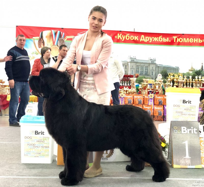 Фото: ньюфаундленд Акватория Келвин Мажестик зе Квин (Aquatoriya Kelvin Majestic the Queen)