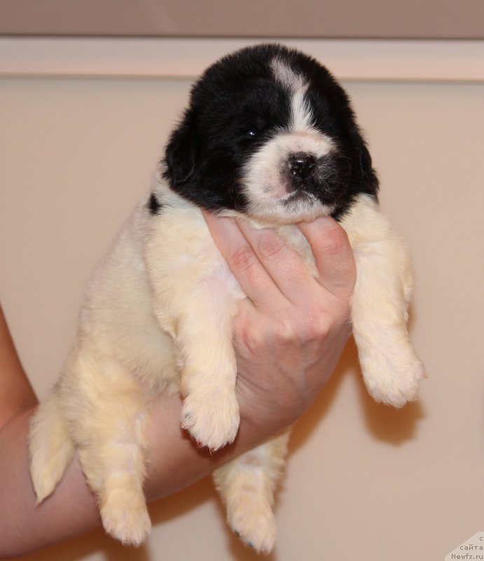 Фото: ньюфаундленд Super Premium Vizavi