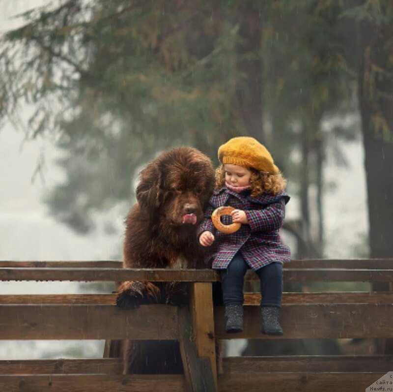 Фото: ньюфаундленд Браунблад МСК Абрамс-Стронг (Brownblood MSK Abrams-Strong)