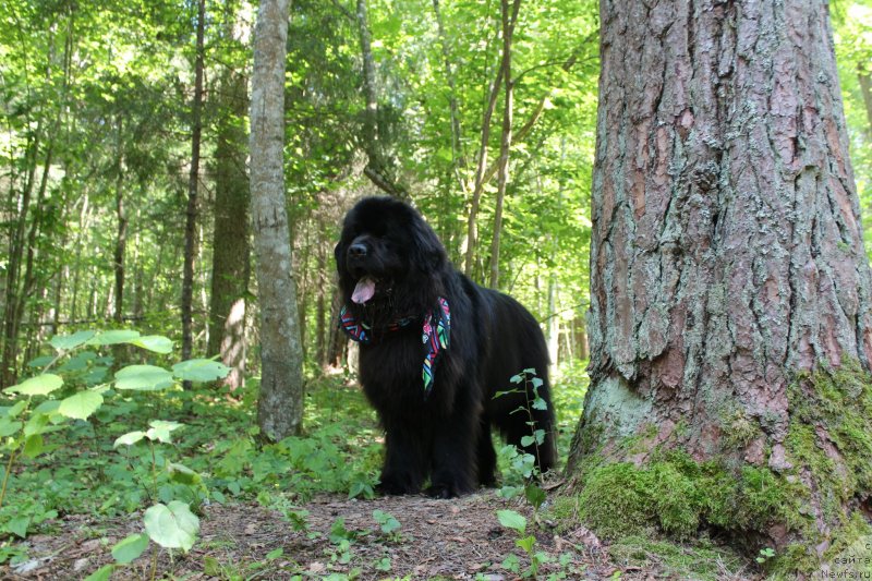 Фото: ньюфаундленд Козырный Туз с Берега Дона (Kozyrniy Tuz s Berega Dona)