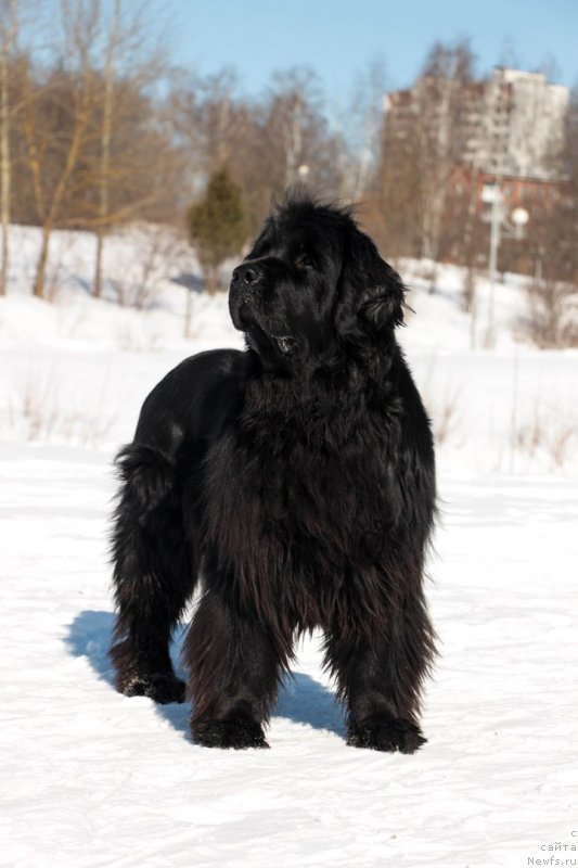 Фото: ньюфаундленд Донатс Прайд Бэт Мидлер