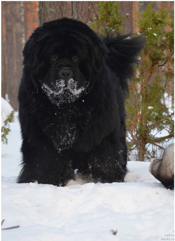 Фотография № 245383