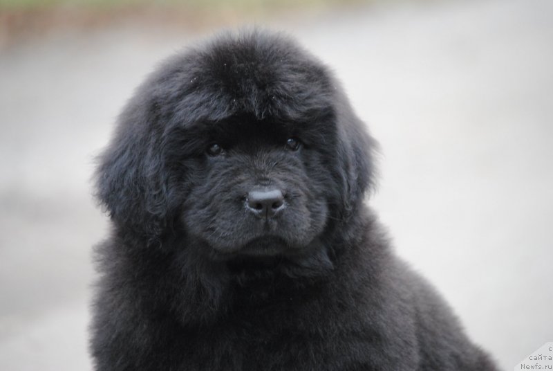 Фото: ньюфаундленд Моя Стихия Унгинита Кальде