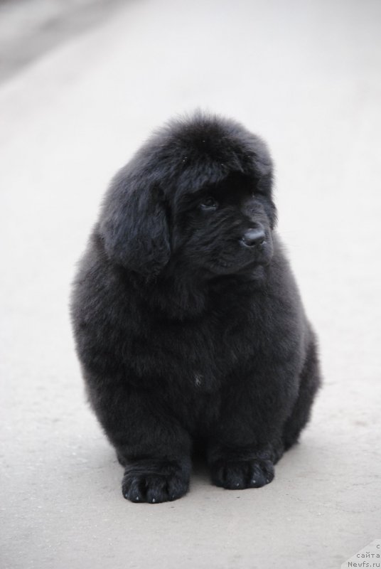 Фото: ньюфаундленд Моя Стихия Унгинита Кальде