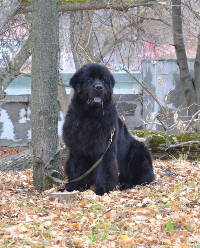 Фото: ньюфаундленд Черный Балу Никифор (Cherniy Balu Nikifor)