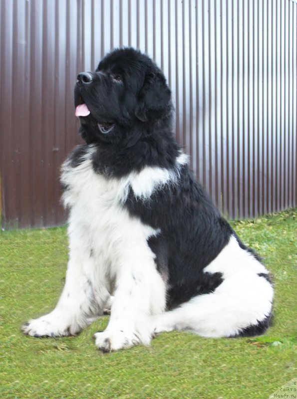 Фото: ньюфаундленд Супер Бизон Тагор