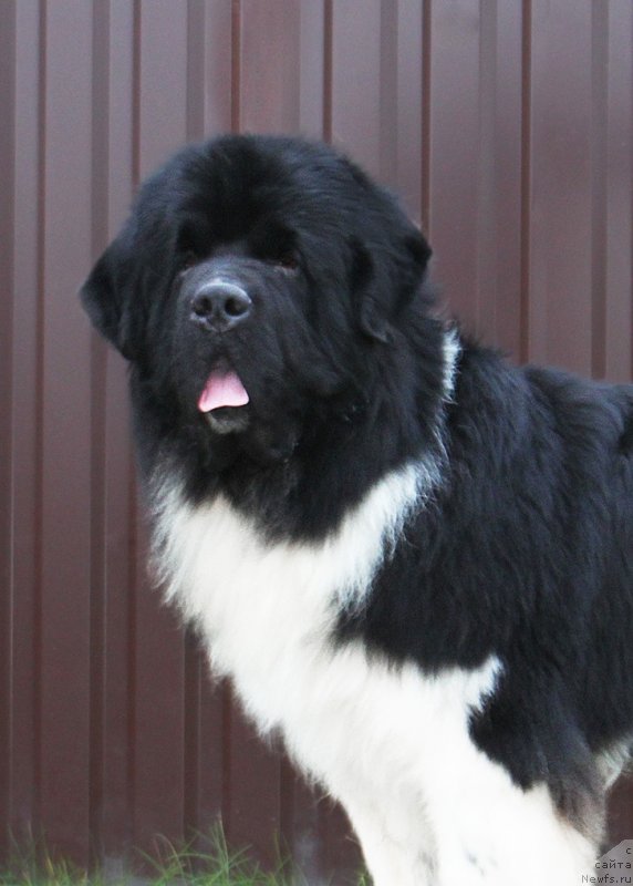 Фото: ньюфаундленд Супер Бизон Тагор