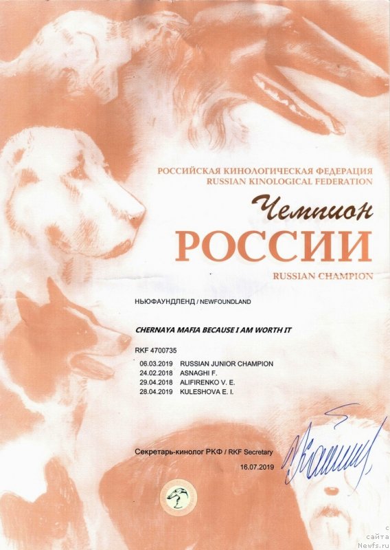 Фото: ньюфаундленд Черная Мафия Бекаусе И Ам Вортх Ит (Chernaya Mafia Because I Am Worth It)