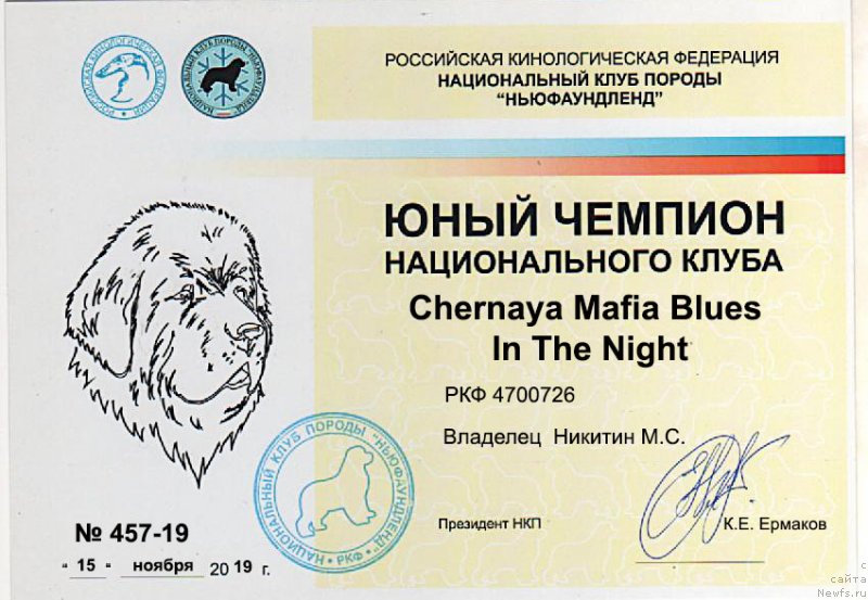 Фото: ньюфаундленд Черная Мафия Блуес Ин Тхе Нигхт (Chernaya Mafia Blues In The Night)