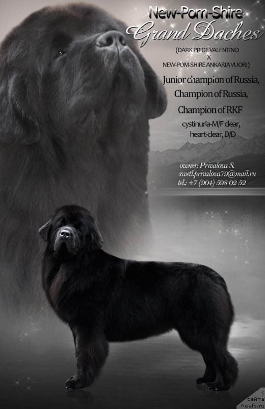 Фото: ньюфаундленд Нью-Пом-Шир Грэнд Дачес