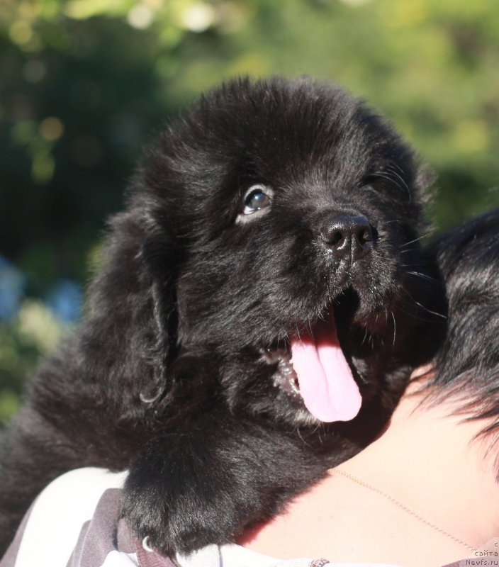 Фото: ньюфаундленд Velyke Malyatko Ljova iz Odesy