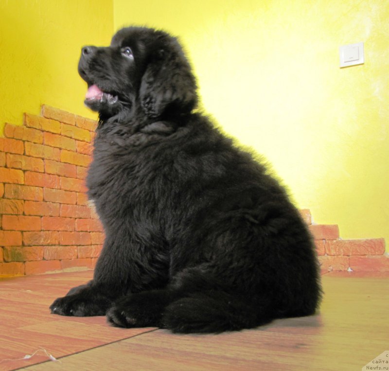 Фото: ньюфаундленд Velyke Malyatko Ljova iz Odesy