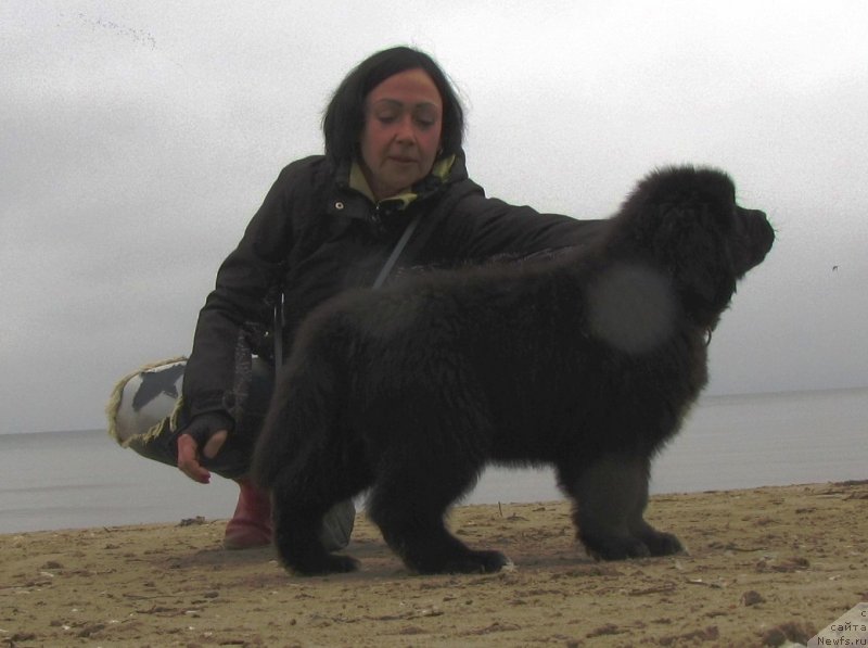 Фото: ньюфаундленд Velyke Malyatko Ljova iz Odesy