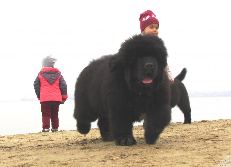 Фото: ньюфаундленд Velyke Malyatko Ljova iz Odesy