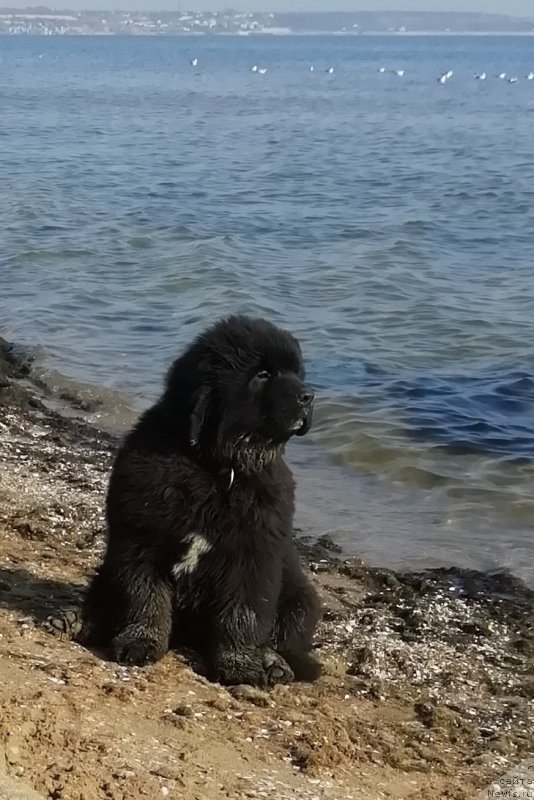 Фото: ньюфаундленд Velyke Malyatko Ljova iz Odesy