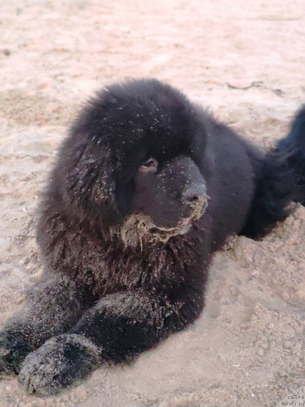 Фото: ньюфаундленд Velyke Malyatko Ljova iz Odesy