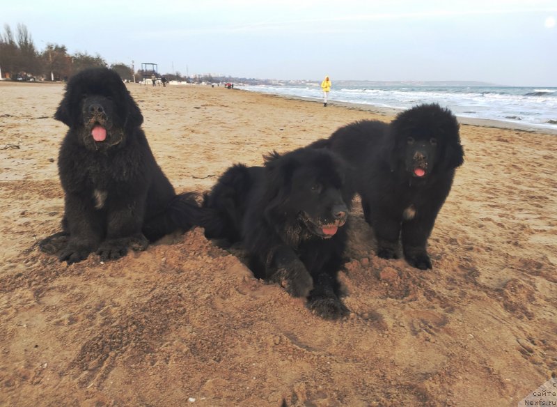 Фото: ньюфаундленд Velyke Malyatko Ljova iz Odesy, ньюфаундленд Velyke Malyatko Kupava v Ochereti, ньюфаундленд Velyke Malyatko Lyusya Zolota Lapka