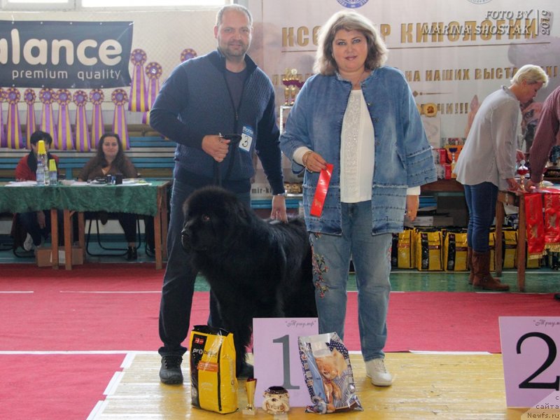 Фото: ньюфаундленд Нестор Мудрый Топтышка