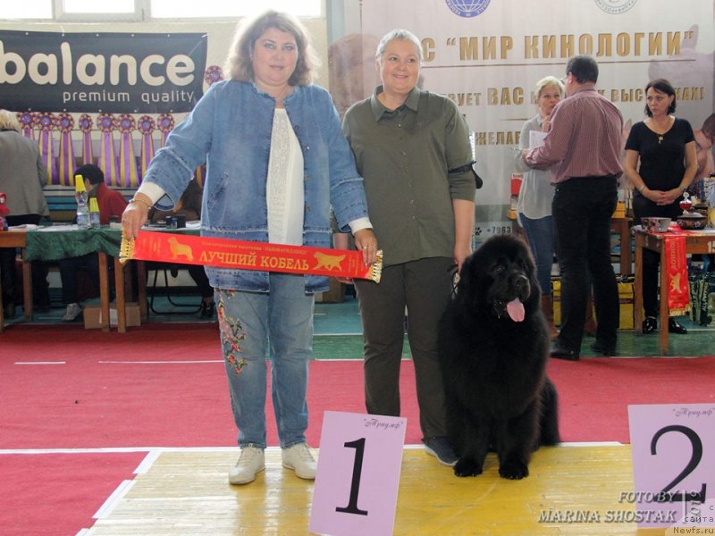 Фото: ньюфаундленд Инвайтинг Лук оф Лав (Inviting Look of Love)