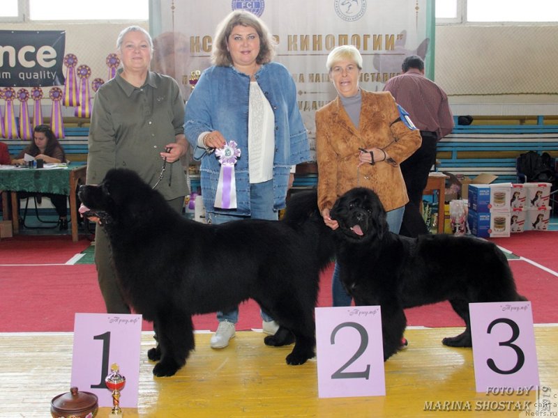 Фото: ньюфаундленд Инвайтинг Лук оф Лав (Inviting Look of Love), ньюфаундленд Черный Балу Мирослава (Cherniy Balu Miroslava)