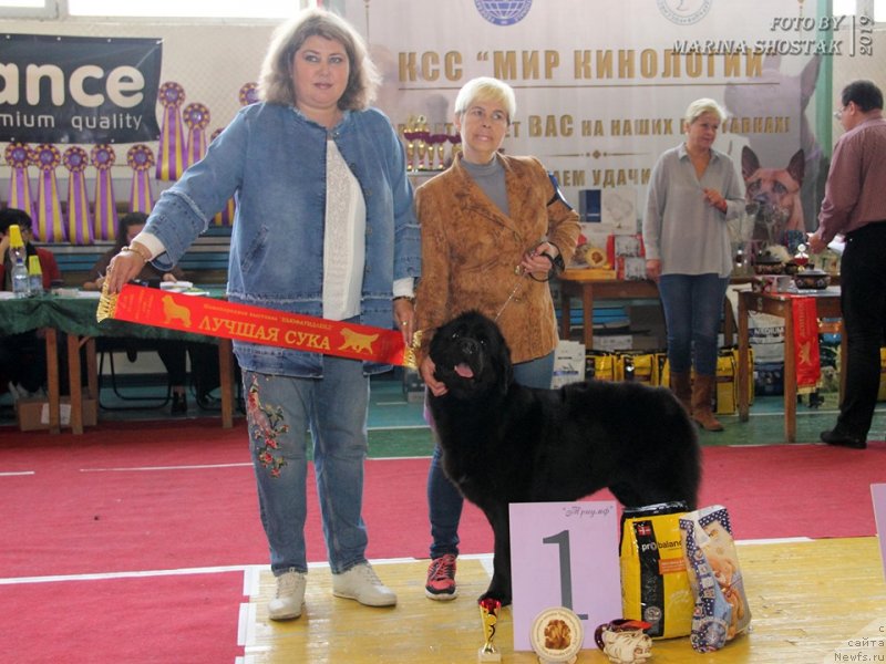 Фото: ньюфаундленд Черный Балу Мирослава (Cherniy Balu Miroslava)