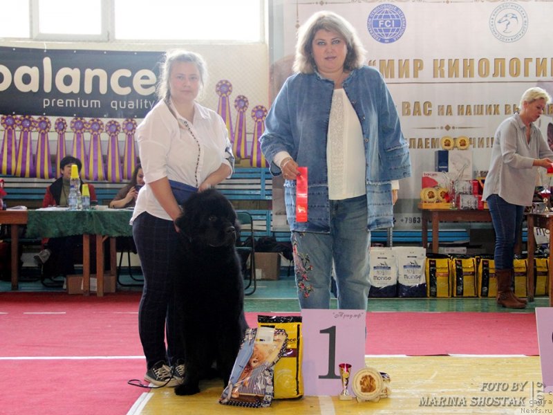 Фото: ньюфаундленд Есения Стюарт