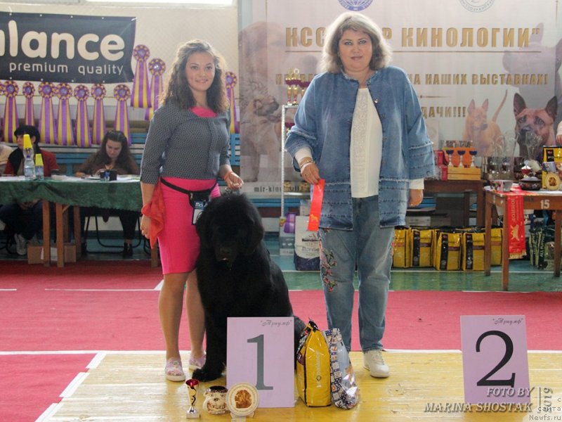 Фото: ньюфаундленд Акнолидж Акела (Aknolidzh Akela)