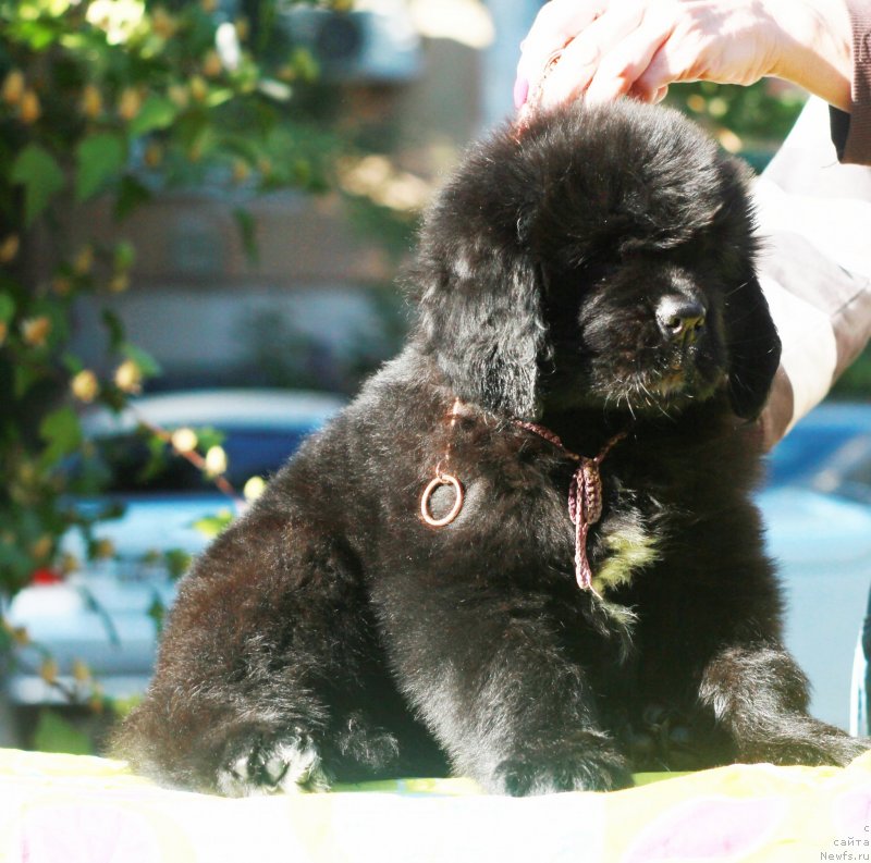 Фото: ньюфаундленд Velyke Malyatko Lyusya Zolota Lapka