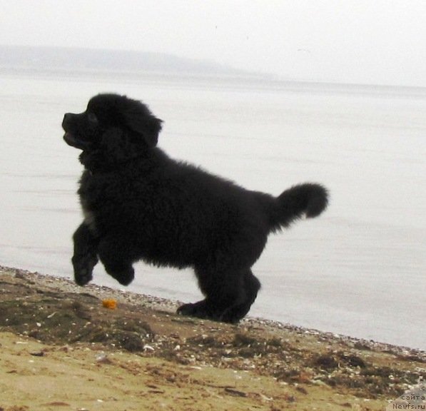 Фото: ньюфаундленд Velyke Malyatko Lyusya Zolota Lapka