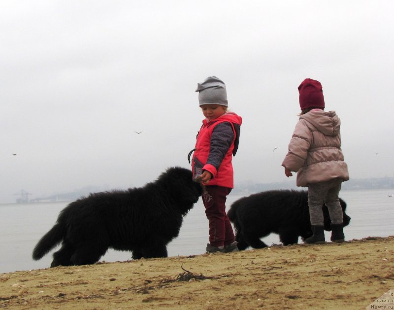 Фото: ньюфаундленд Velyke Malyatko Lyusya Zolota Lapka, ньюфаундленд Velyke Malyatko Ljova iz Odesy