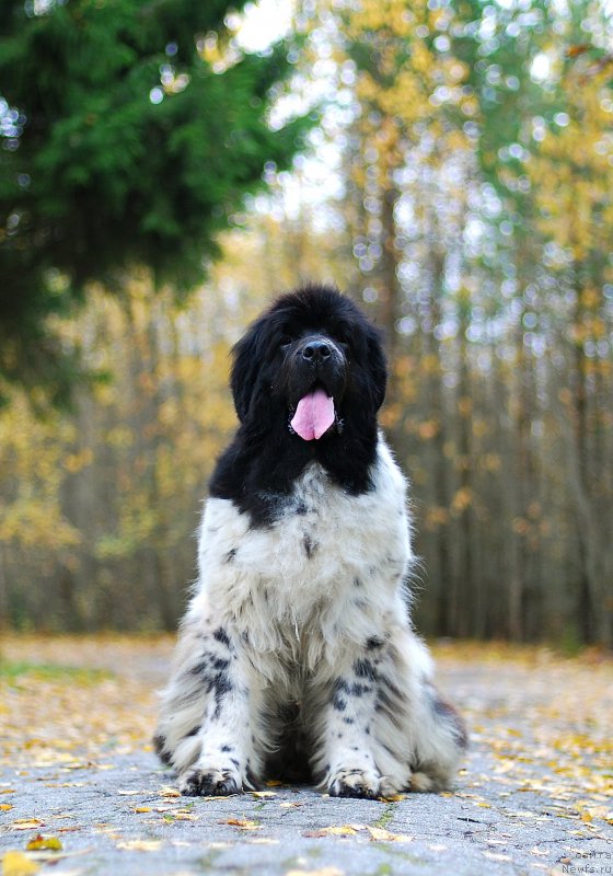Фото: ньюфаундленд Флюфи Аваланч Смалл Стар Вилл Оутшине Алл (Fluffy Avalancn Small Star Will Outshine All)