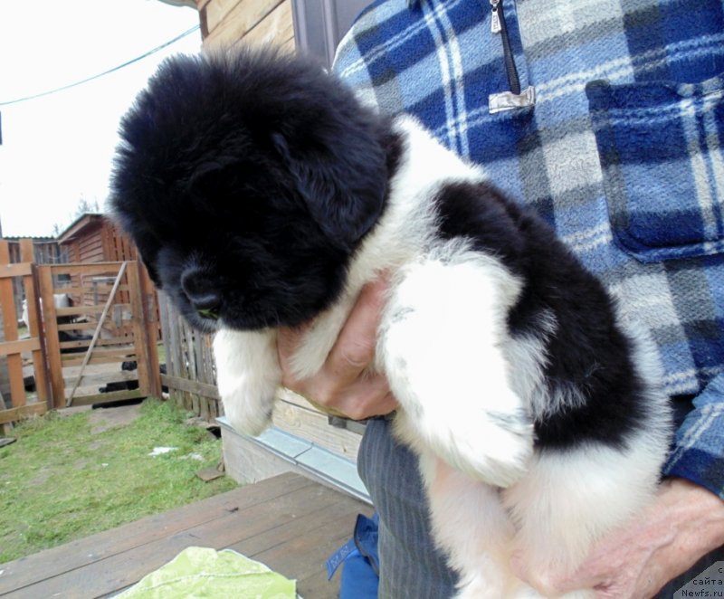 Фото: ньюфаундленд Степная Пальмира Единственный Мой