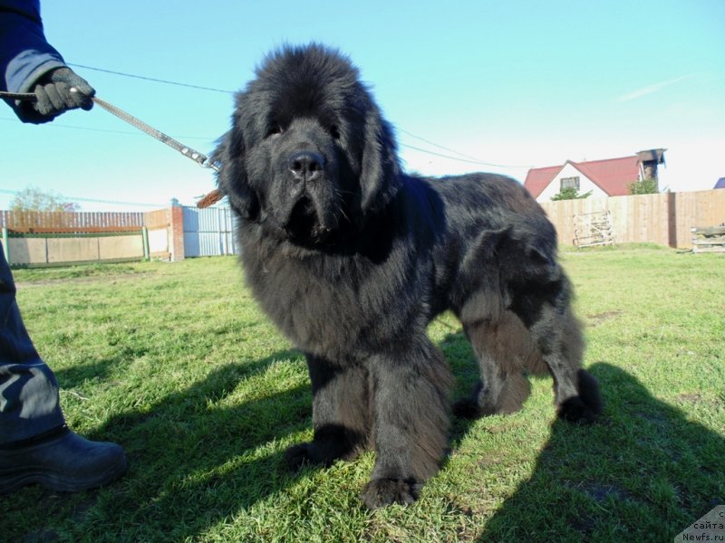 Фото: ньюфаундленд Нао Дель Трато Джонни Деп