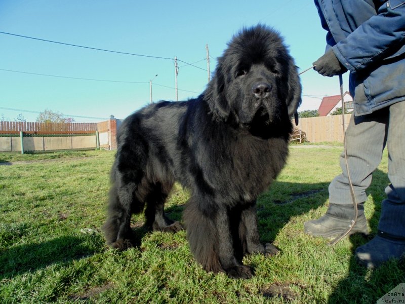 Фото: ньюфаундленд Нао Дель Трато Джонни Деп