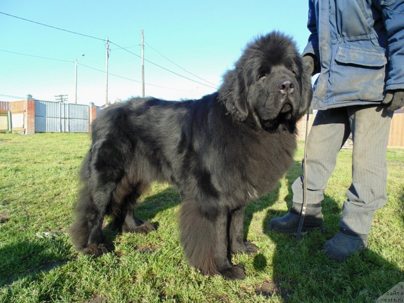 Фото: ньюфаундленд Нао Дель Трато Джонни Деп