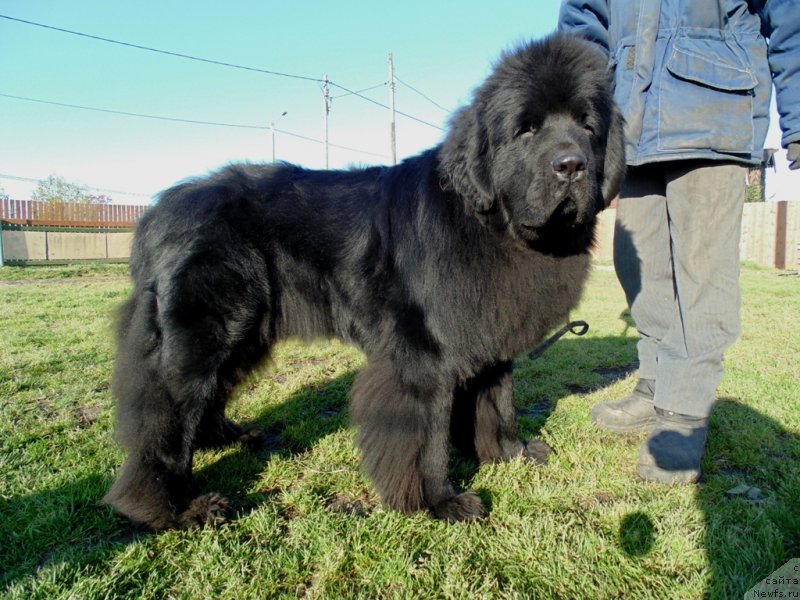 Фото: ньюфаундленд Нао Дель Трато Джонни Деп