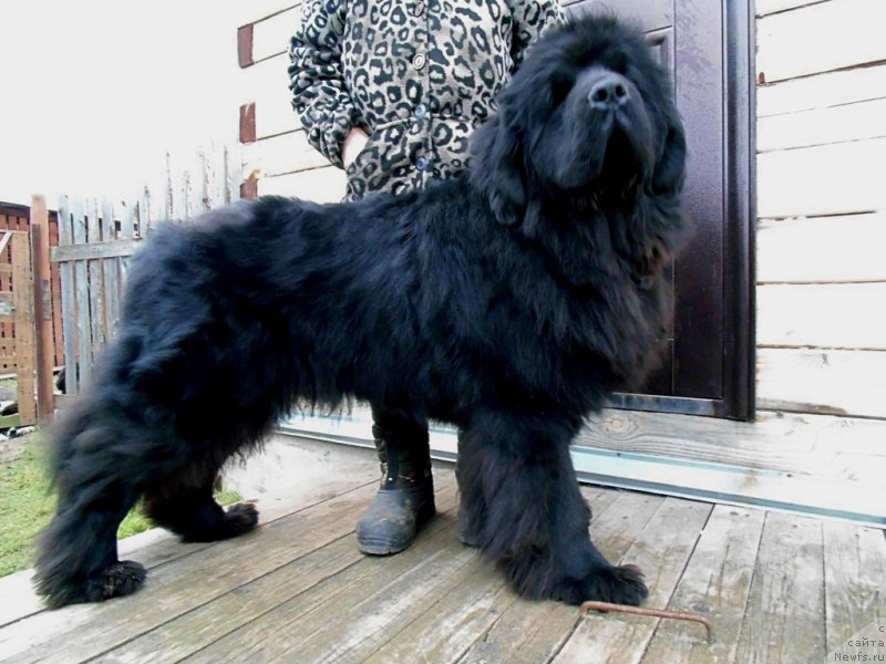 Фото: ньюфаундленд Нао Дель Трато Джонни Деп