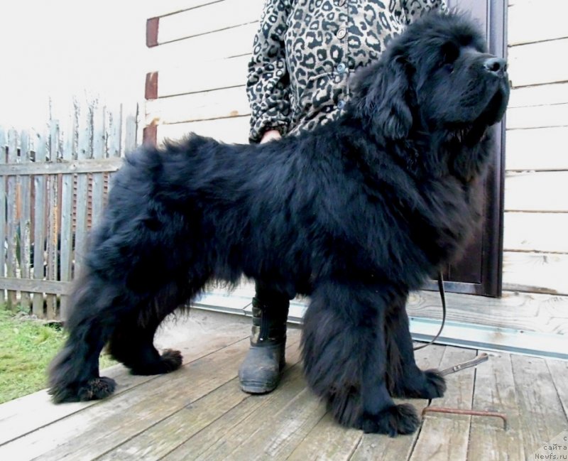 Фото: ньюфаундленд Нао Дель Трато Джонни Деп