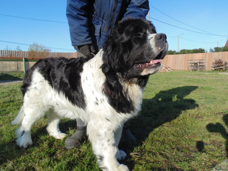Фото: ньюфаундленд Баффи от Карельских Медведей