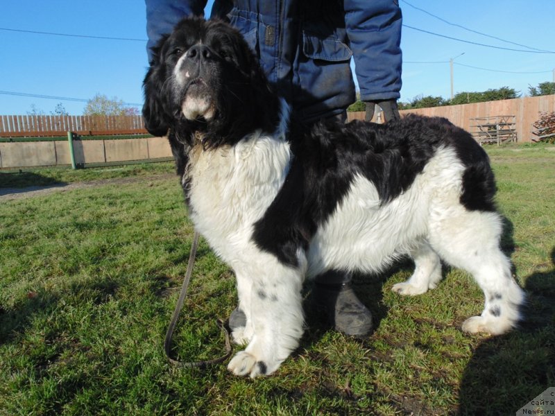 Фото: ньюфаундленд Баффи от Карельских Медведей