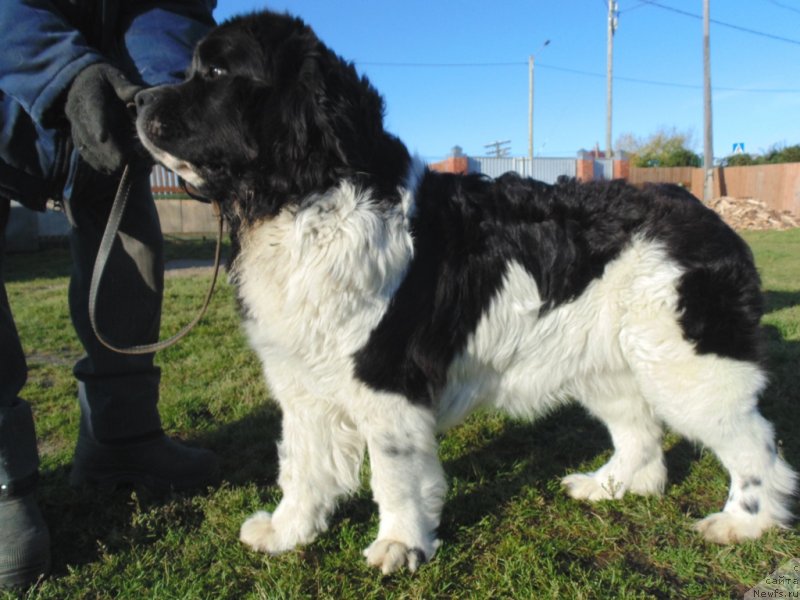 Фото: ньюфаундленд Баффи от Карельских Медведей